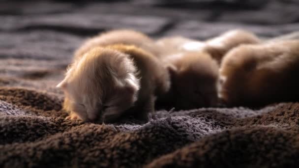 给好奇的小猫喂奶可爱的猫家庭 红色波斯猫躺在灰色毛毯上 舒适的宠物在舒适的家爬行 新出生的小猫在生命的第一天 猫在床上打盹 — 图库视频影像