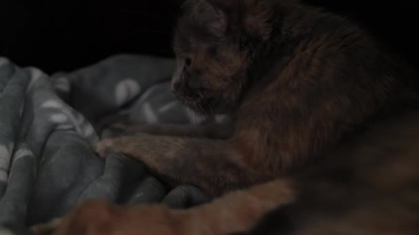 Les Chatons Qui Allaitent Jolie Famille Chats Maman Chat Donne — Video