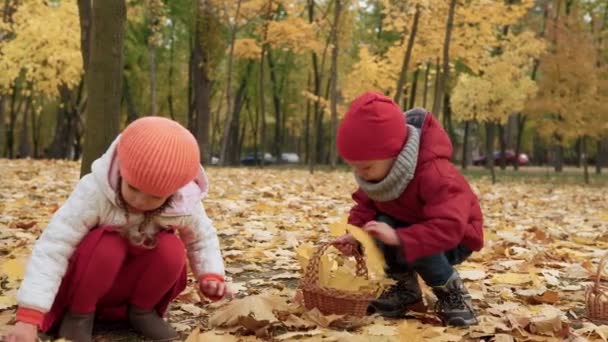 秋の自然を楽しむ公園の森を歩く2つの幸せな面白い子供たち少年少女天候 木の後ろに隠れて遊んでキノコの収穫を探して バスケットに落ち葉を収集します — ストック動画