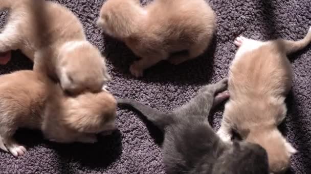 Gatinhos Curiosos Amamentar Família Gatos Bonitos Gatinha Persa Vermelha Deitada — Vídeo de Stock