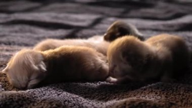 Küçük Meraklı Kedileri Emzirmek. Şirin Kedi Ailesi. Kızıl Farsça Kedicik Gri Battaniyenin Üzerinde Yatıyor. Rahat Evcil Hayvanlar Konforlu Evlerinde Sürünüyor. Hayatın İlk Günleri 'nde yeni doğmuş kedi yavruları. Kedi istirahatı yatakta kestiriyor.