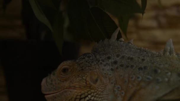 Close Zielona Iguana Akwarium Patrząc Bok Cute Little Children Watch — Wideo stockowe