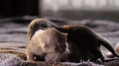 Küçük Meraklı Kedileri Emzirmek. Şirin Kedi Ailesi. Kızıl Farsça Kedicik Gri Battaniyenin Üzerinde Yatıyor. Rahat Evcil Hayvanlar Konforlu Evlerinde Sürünüyor. Hayatın İlk Günleri 'nde yeni doğmuş kedi yavruları. Kedi istirahatı yatakta kestiriyor.