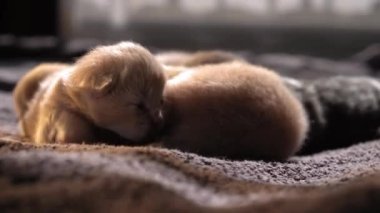 Küçük Meraklı Kedileri Emzirmek. Şirin Kedi Ailesi. Kızıl Farsça Kedicik Gri Battaniyenin Üzerinde Yatıyor. Rahat Evcil Hayvanlar Konforlu Evlerinde Sürünüyor. Hayatın İlk Günleri 'nde yeni doğmuş kedi yavruları. Kedi istirahatı yatakta kestiriyor.