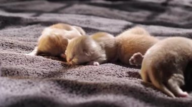 Küçük Meraklı Kedileri Emzirmek. Şirin Kedi Ailesi. Kızıl Farsça Kedicik Gri Battaniyenin Üzerinde Yatıyor. Rahat Evcil Hayvanlar Konforlu Evlerinde Sürünüyor. Hayatın İlk Günleri 'nde yeni doğmuş kedi yavruları. Kedi istirahatı yatakta kestiriyor.
