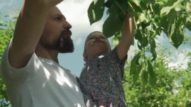 Sakallı genç baba çocuğu besler. Küçük kız çocuğu, yaz güneşli bir günde, köy bahçesindeki ağaç dalından kiraz topluyor. Hasat, ayin, aile, tatil, doğa, sağlıklı gıda konsepti..