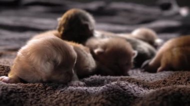 Küçük Meraklı Kedileri Emzirmek. Şirin Kedi Ailesi. Kızıl Farsça Kedicik Gri Battaniyenin Üzerinde Yatıyor. Rahat Evcil Hayvanlar Konforlu Evlerinde Sürünüyor. Hayatın İlk Günleri 'nde yeni doğmuş kedi yavruları. Kedi istirahatı yatakta kestiriyor.