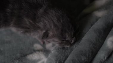 Yavru kedileri emziriyor. Şirin Kedi Ailesi. Anne kedi sütle besleniyor ve kediyle ilgileniyor. Kırmızı İranlı Kedi Yavruları Yemek. Rahat Evcil Hayvanlar Konforlu Evlerinde Sürünüyor. Hayatın İlk Günlerinde yeni doğmuş kedi yavruları.