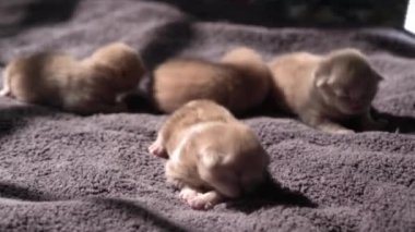 Küçük Meraklı Kedileri Emzirmek. Şirin Kedi Ailesi. Kızıl Farsça Kedicik Gri Battaniyenin Üzerinde Yatıyor. Rahat Evcil Hayvanlar Konforlu Evlerinde Sürünüyor. Hayatın İlk Günleri 'nde yeni doğmuş kedi yavruları. Kedi istirahatı yatakta kestiriyor.