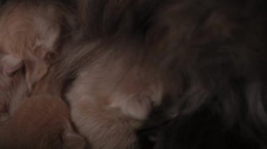 Yavru kedileri emziriyor. Şirin Kedi Ailesi. Anne kedi sütle besleniyor ve kediyle ilgileniyor. Kırmızı İranlı Kedi Yavruları Yemek. Rahat Evcil Hayvanlar Konforlu Evlerinde Sürünüyor. Hayatın İlk Günlerinde yeni doğmuş kedi yavruları.