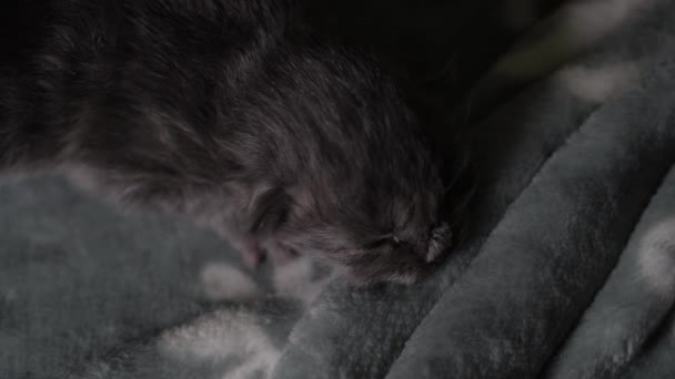 Gatinhos Amamentar Família Gatos Bonitos Mãe Gato Leite Alimentação Cuida — Vídeo de Stock