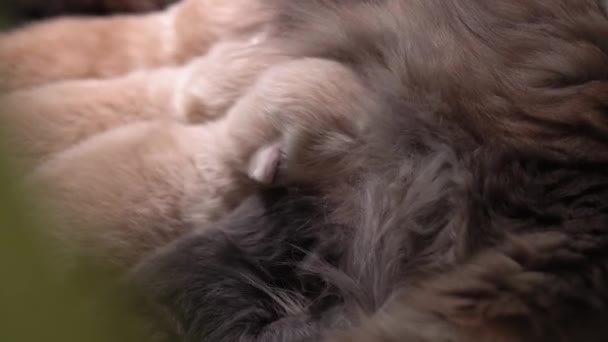 Breastfeeding Kittens Cute Cat Family Mom Cat Gives Milk Feeding — Stock Video