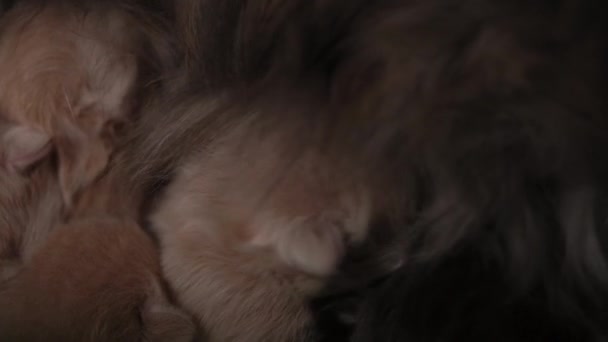 喂奶的猫咪 可爱的猫家庭 猫妈妈喂奶和照顾猫 红色波斯猫吃 舒适的宠物在舒适的家爬行 新出生的小猫在出生的第一天 — 图库视频影像