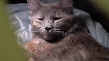 Yavru kedileri emziriyor. Şirin Kedi Ailesi. Anne kedi sütle besleniyor ve kediyle ilgileniyor. Kırmızı İranlı Kedi Yavruları Yemek. Rahat Evcil Hayvanlar Konforlu Evlerinde Sürünüyor. Hayatın İlk Günlerinde yeni doğmuş kedi yavruları.