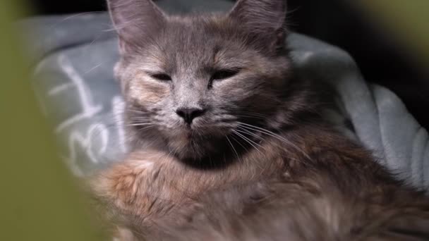 새김질하는 고양이 고양이 귀엽다 고양이는 우유를 먹이고 돌본다 페르시아 고양이가 — 비디오