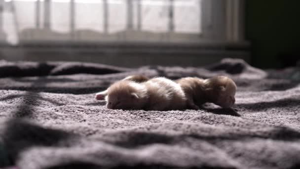 Szoptató Kiscicák Aranyos Macska Család Anyamacska Foggal Körömmel Viszi Kitty — Stock videók