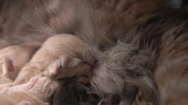 Yavru kedileri emziriyor. Şirin Kedi Ailesi. Anne kedi sütle besleniyor ve kediyle ilgileniyor. Kırmızı İranlı Kedi Yavruları Yemek. Rahat Evcil Hayvanlar Konforlu Evlerinde Sürünüyor. Hayatın İlk Günlerinde yeni doğmuş kedi yavruları.