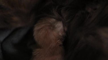Yavru kedileri emziriyor. Şirin Kedi Ailesi. Anne kedi sütle besleniyor ve kediyle ilgileniyor. Kırmızı İranlı Kedi Yavruları Yemek. Rahat Evcil Hayvanlar Konforlu Evlerinde Sürünüyor. Hayatın İlk Günlerinde yeni doğmuş kedi yavruları.