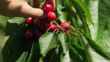 Erkek ellerinin yakın çekimi ağaç dalından kiraz meyvesi topluyor. Güneşli sıcak yaz gününde, bahçedeki yeşil yapraklarda yoğun kiraz demetleri. Hasat, tarım, doğa, sağlıklı gıda kavramı..