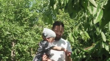 Sakallı genç baba çocuğu besler. Küçük kız çocuğu, yaz güneşli bir günde, köy bahçesindeki ağaç dalından kiraz topluyor. Hasat, ayin, aile, tatil, doğa, sağlıklı gıda konsepti..