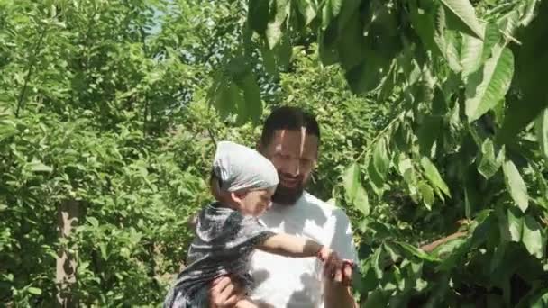有胡子的年轻爸爸喂孩子 父亲小女儿蹒跚学步的孩子在夏日阳光明媚的乡村花园从树枝上摘樱桃 健康食品概念 — 图库视频影像