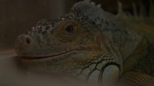 Zavřít Zelené Iguana Akváriu Při Pohledu Stranu Roztomilé Malé Děti — Stock video