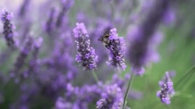Uçan yaban arısı lavanta çiçeklerinden polen topluyor. Slow Motion 'ı kapatın. Rüzgarda sallanan güzel Lavanta Çiçekleri. Provence, Güney Fransa, Avrupa. Sakin Sinema Doğası Arkaplanı.