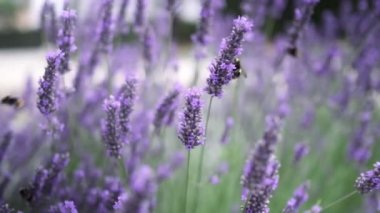 Flying bumble-bee gathering pollen from lavender blossoms. Close up Slow Motion. Beautiful Blooming Lavender Flowers swaying in wind. Provence, South France, Europe. Calm Cinematic Nature Background.