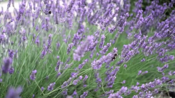 Flying Bumble Bee Gathering Pollen Lavender Blossoms Close Slow Motion — Video Stock