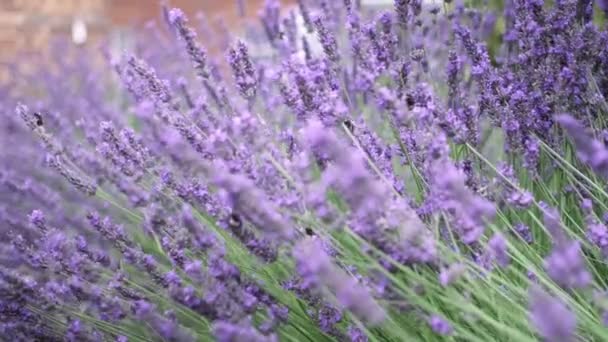 Flying Bumble Bee Gathering Pollen Lavender Blossoms Close Slow Motion — Video Stock