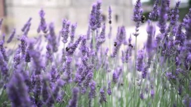 Flying bumble-bee gathering pollen from lavender blossoms. Close up Slow Motion. Beautiful Blooming Lavender Flowers swaying in wind. Provence, South France, Europe. Calm Cinematic Nature Background.