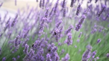 Flying bumble-bee gathering pollen from lavender blossoms. Close up Slow Motion. Beautiful Blooming Lavender Flowers swaying in wind. Provence, South France, Europe. Calm Cinematic Nature Background.