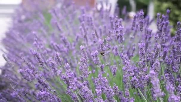 Flying Bumble Bee Gathering Pollen Lavender Blossoms Close Slow Motion — Vídeo de Stock