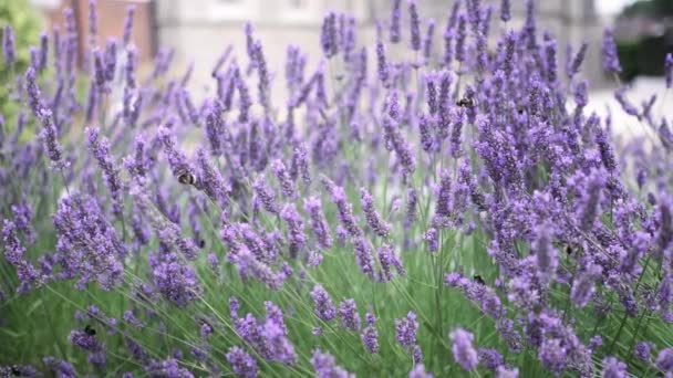 Flying Bumble Bee Gathering Pollen Lavender Blossoms Close Slow Motion — Stockvideo