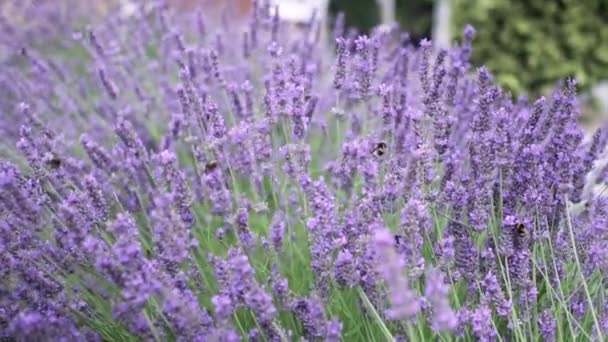 Flying Bumble Bee Gathering Pollen Lavender Blossoms Close Slow Motion — Stockvideo