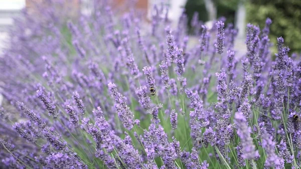 Flying Bumble Bee Gathering Pollen Lavender Blossoms Close Slow Motion — Fotografia de Stock