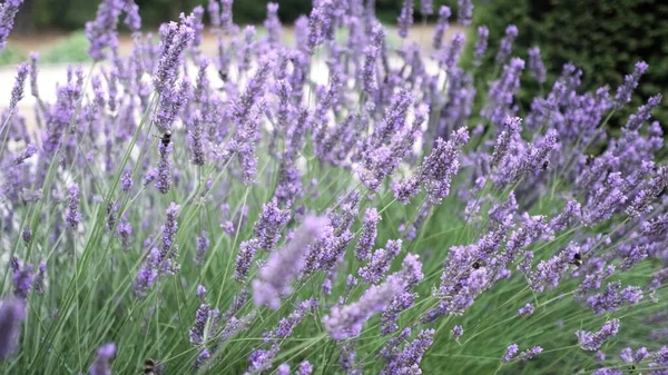 Flying Bumble Bee Gathering Pollen Lavender Blossoms Close Slow Motion — Fotografia de Stock