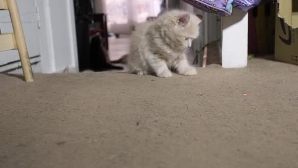 Little Grey Red Kitten Playing Red Dot Home Fluffy Cat — Vídeo de Stock