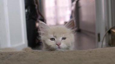 Little grey red kitten Playing With Red Dot at Home. fluffy Cat sitting sleeping on carpet floor. Many cats and kittens. Cute playful pet animal live in house. Very adorable and cared for home pets.