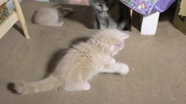 Little grey red kitten Playing With Red Dot at Home. fluffy Cat sitting sleeping on carpet floor. Many cats and kittens. Cute playful pet animal live in house. Very adorable and cared for home pets.