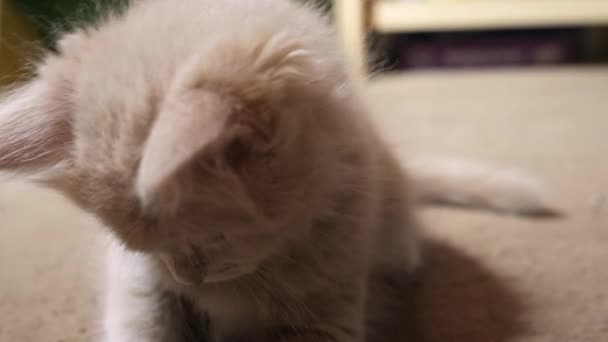 Little Grey Red Kitten Playing Red Dot Home Fluffy Cat — Stockvideo