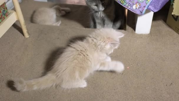 Little Grey Red Kitten Playing Red Dot Home Fluffy Cat — Stock videók