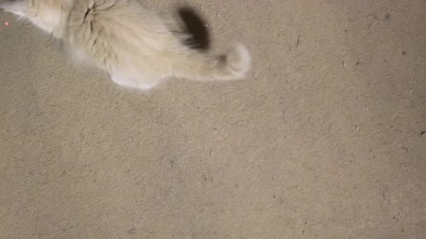 Little Grey Red Kitten Playing Red Dot Home Fluffy Cat — Wideo stockowe