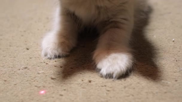 Little Grey Red Kitten Playing Red Dot Home Fluffy Cat — Vídeo de stock