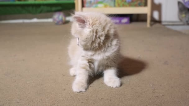 Little Grey Red Kitten Playing Red Dot Home Fluffy Cat — Stock Video