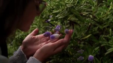 Hand of woman tenderly touches the tops of Margaret purple flower field. View of field of large blooming of Margaret flowers. Suns rays are purple plant. Relax.