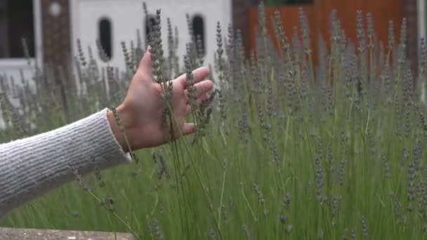 Hand Woman Tenderly Touches Tops Margaret Purple Flower Field View — Video Stock