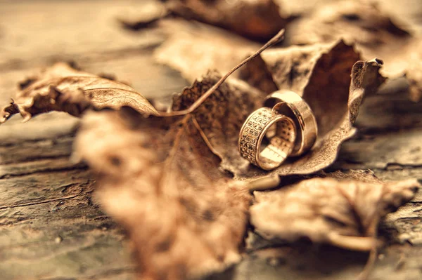 Wedding rings on autumn leaves — Stock fotografie