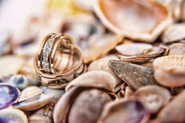 Anéis de casamento em conchas — Fotografia de Stock