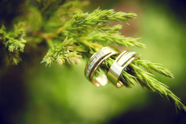 Anillos de boda colgando de la rama del árbol — Foto de Stock